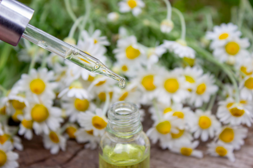 Chamomile Essential Oil Dropper with Fresh Flowers