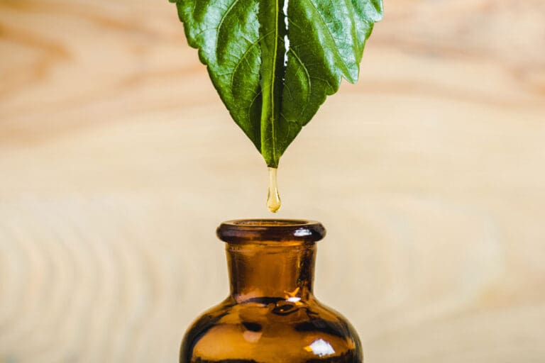 Close up of essential oil dripping from leaf into bottle